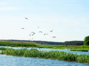 Rybitwa czarna na Zbiorniku Sulejowskim - 2021), <p>Rybitwy czarne nad kolonią lęgową.</p>